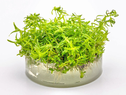 Grazile Rotala - Rotala sp. ´Wayanad´ in vitro